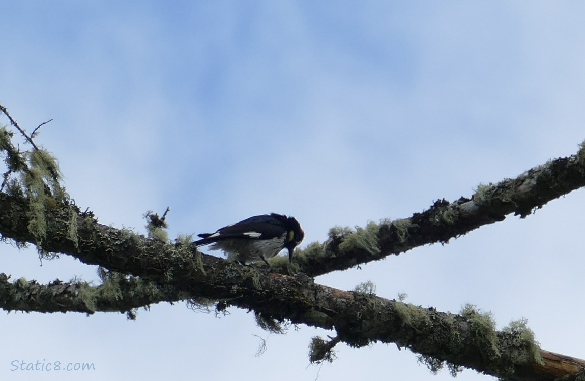 Acorn Woodpecker pecking at a mossy branch