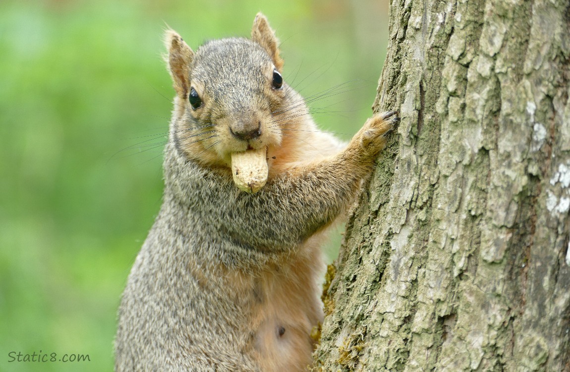 Close up of a squirrel hanging from a tree trunk, with a peanut shell in her mouth