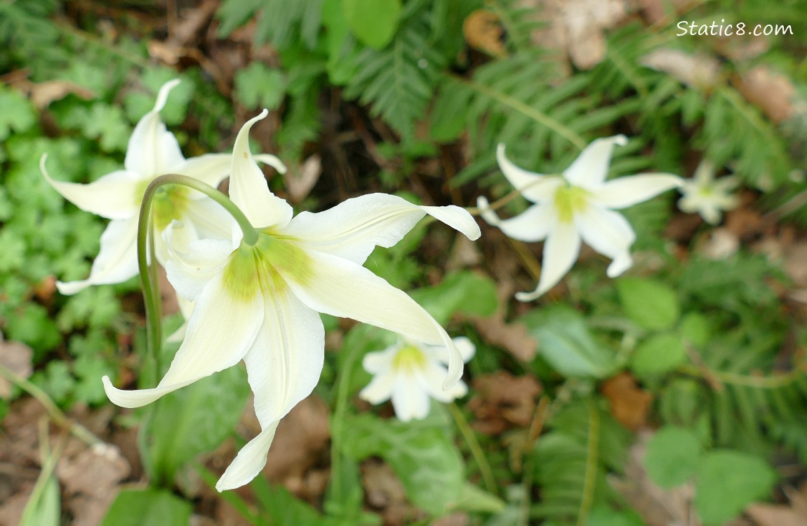 Fawn Lilies blooming on the forest floor