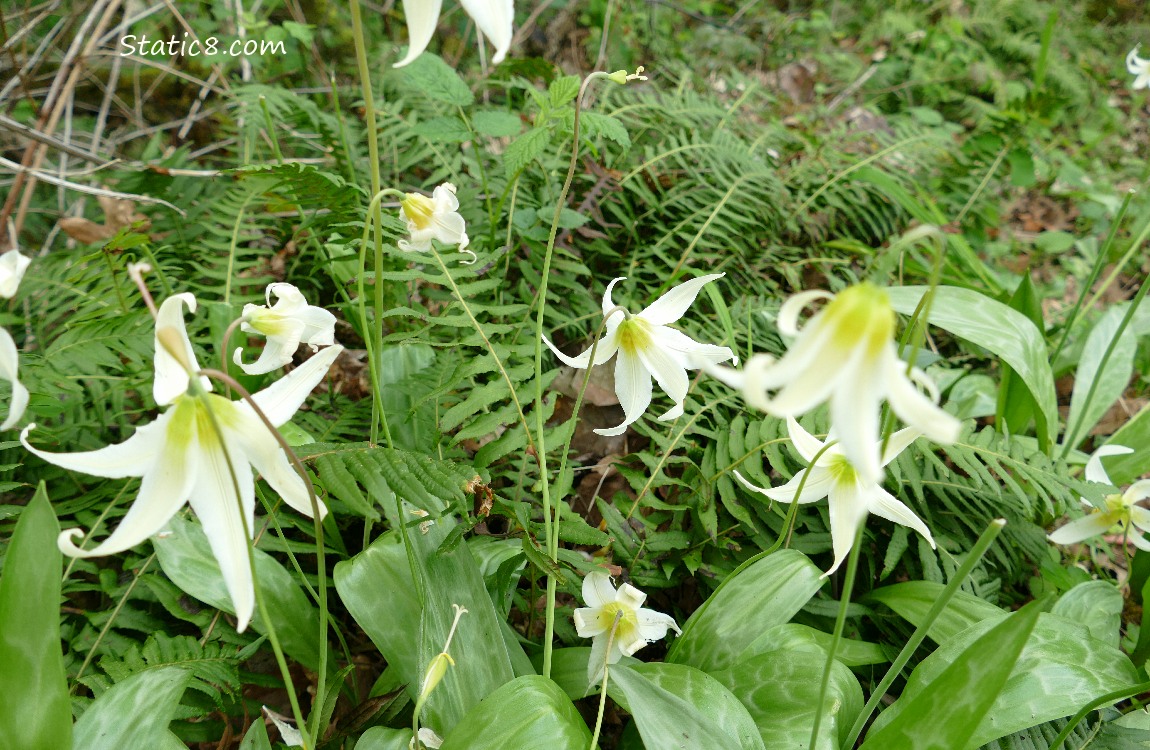 Fawn Lily blooms in front of ferns