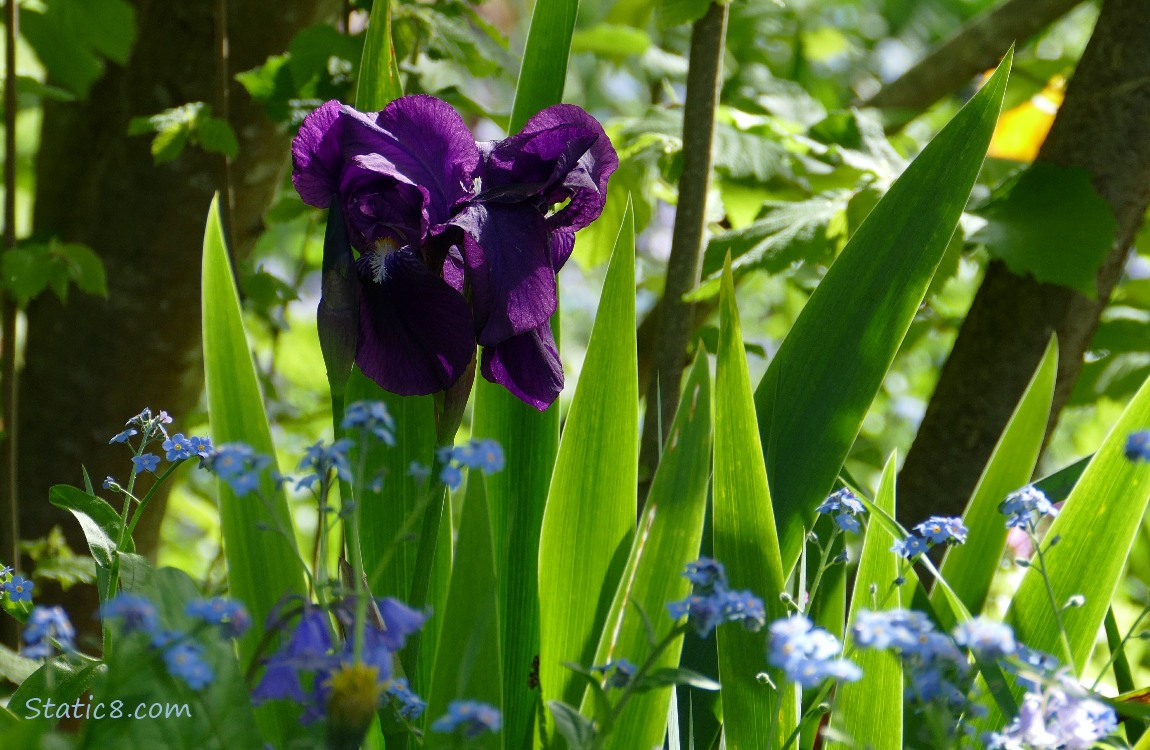 Purple Iris with Forget Me Nots