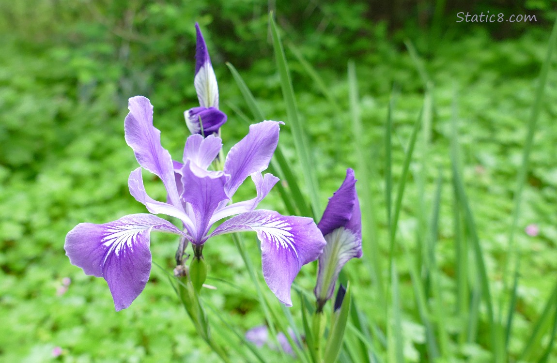 Oregon Irises