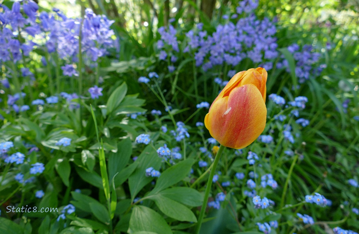 Orange tulip with forget me nots and spanish bluebells