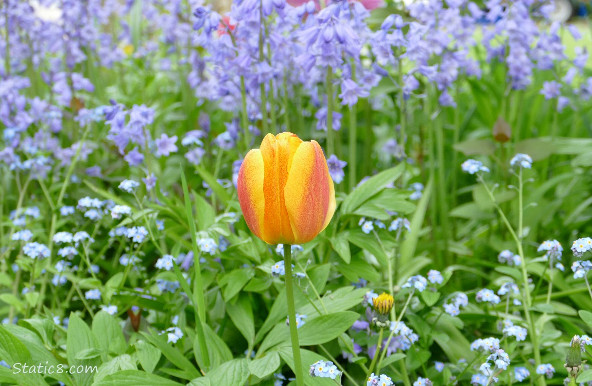 Orange Tulip with Forget Me Nots and Spanish Bluebells