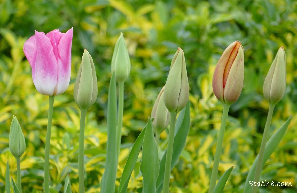 Pink and budding Tulips in a row in front of yellow foliage