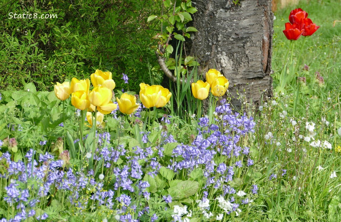 Yellow and Red Tulips with Spanish Bluebells