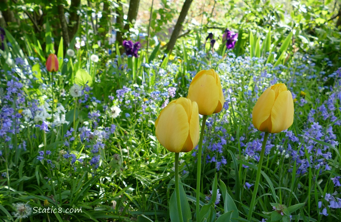 Yellow Tulips with Spanish Bluebells and purple Irises