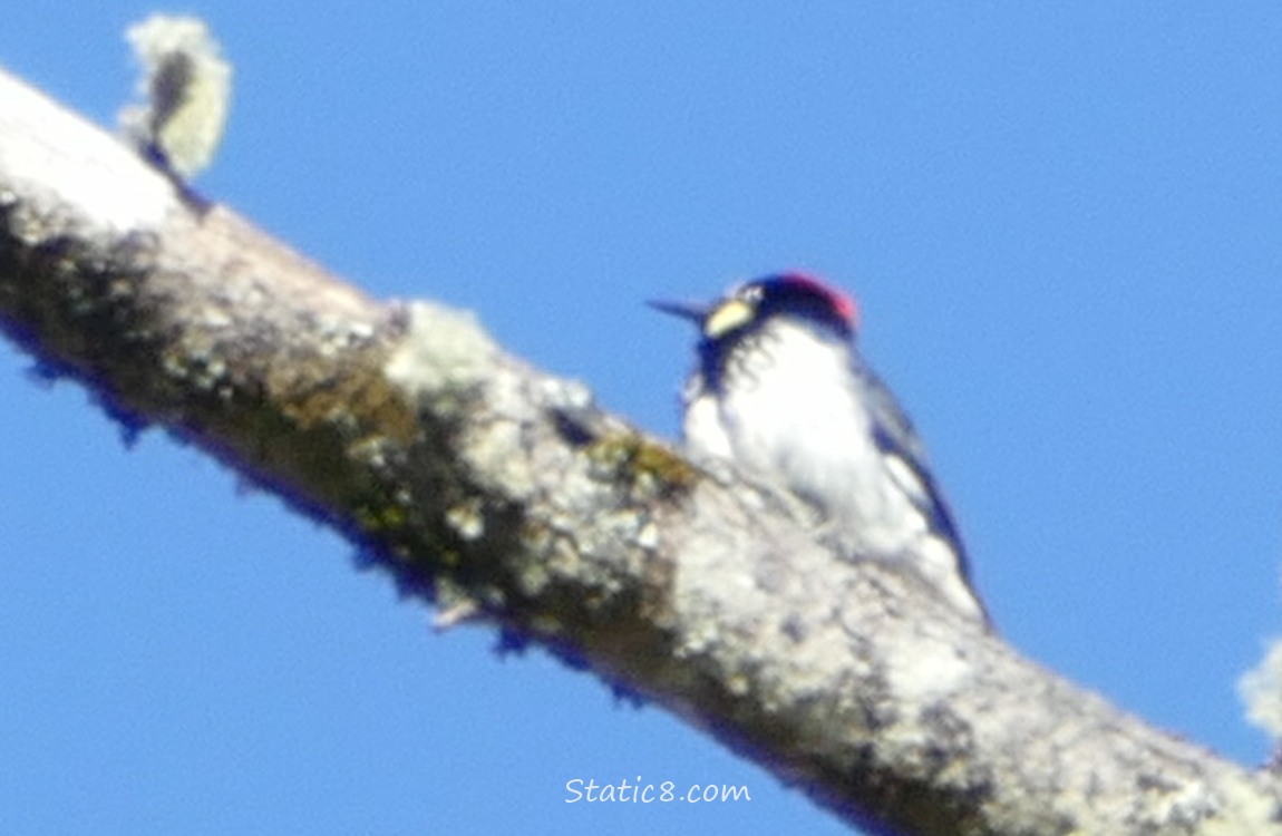 Blurry Acorn Woodpecker, standing up on a dead tree limb