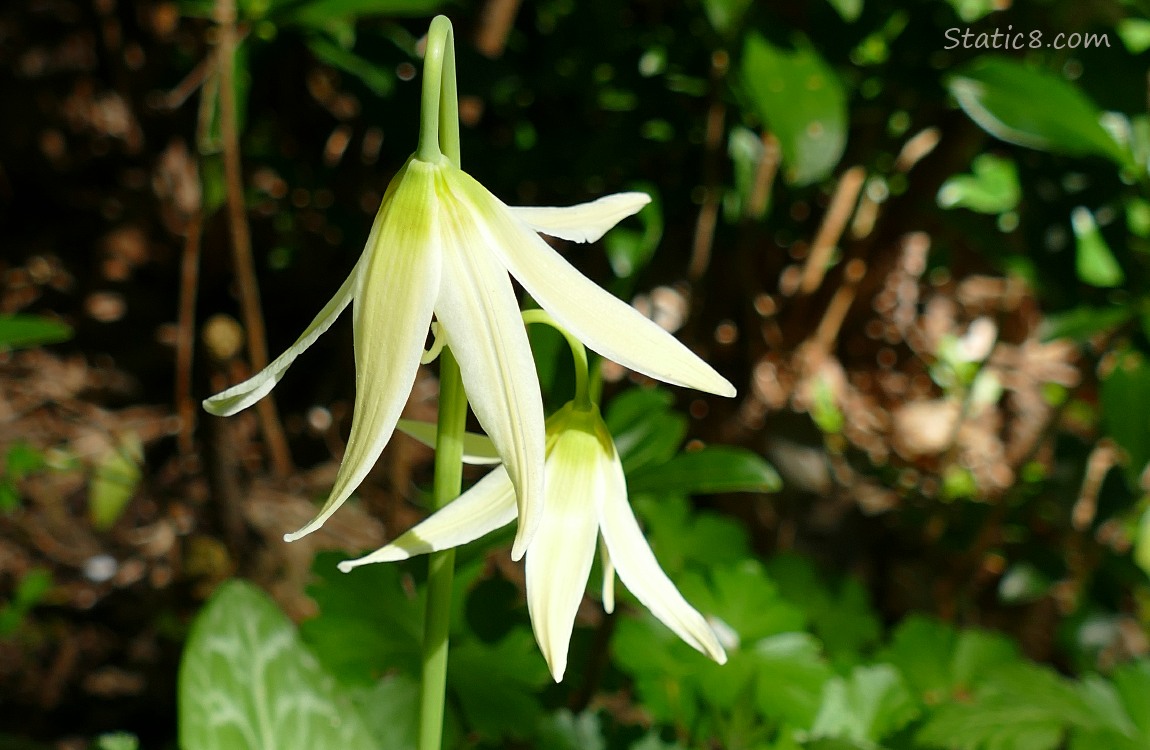 Fawn Lily blooms against a dark background