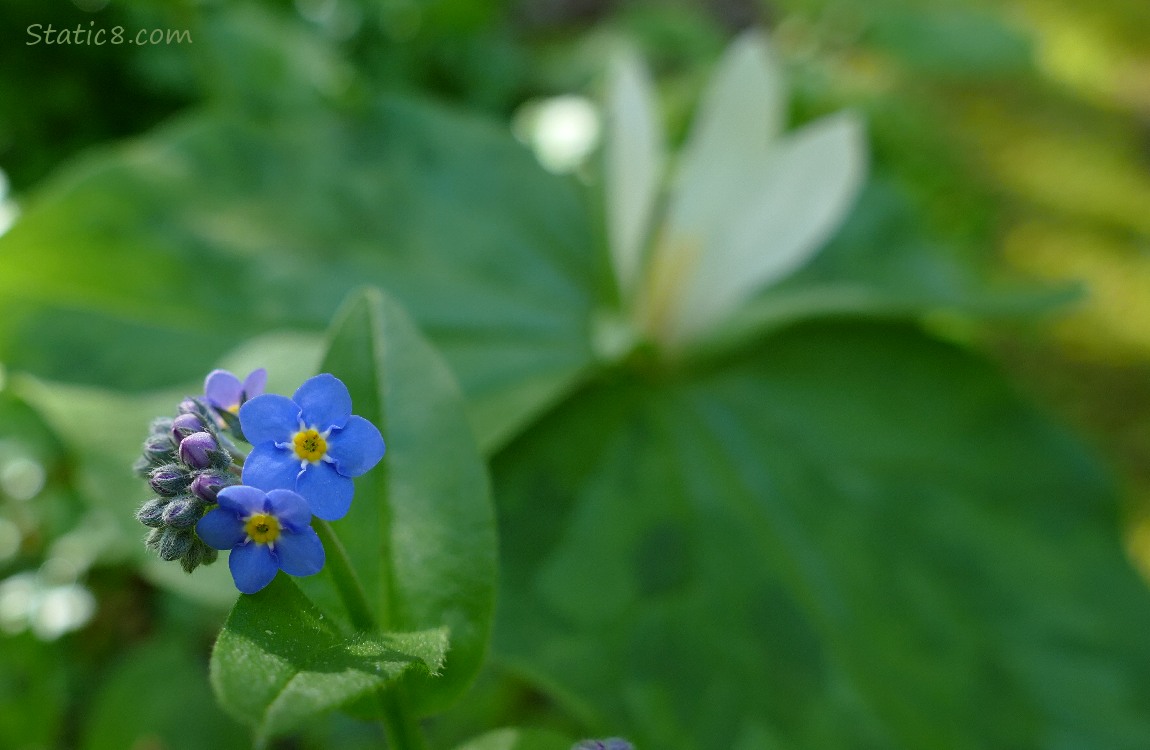 Forget Me Not blooms in front of a blurry Trillium bloom