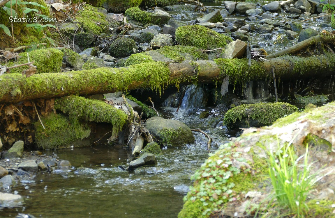 Waterfall with mossy tree limbs and rocks