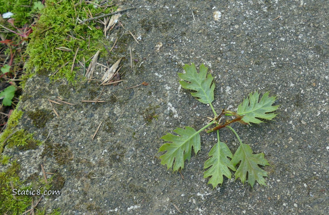A pruned oak twig laying on the path