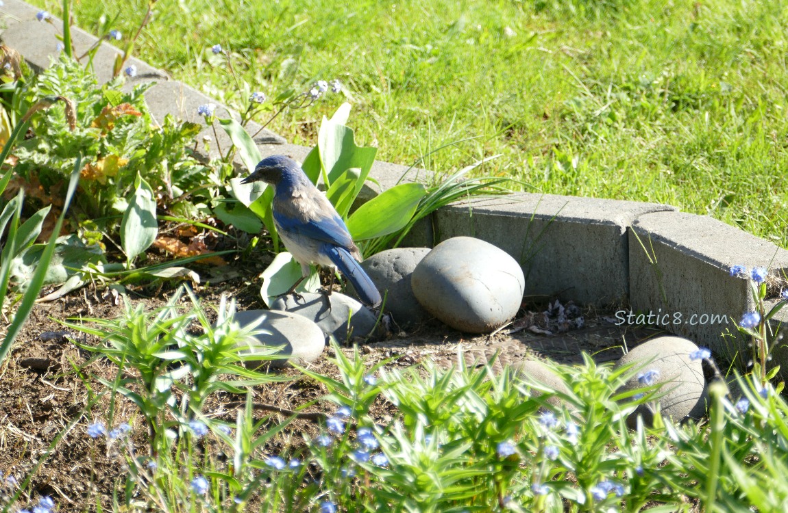 Scrub Jay, turned away, standing in a bare flower bed