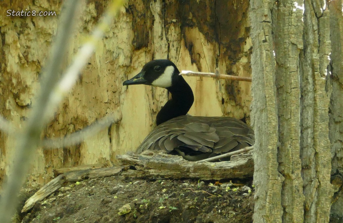 Canada Goose sitting in the hollow of a dead tree