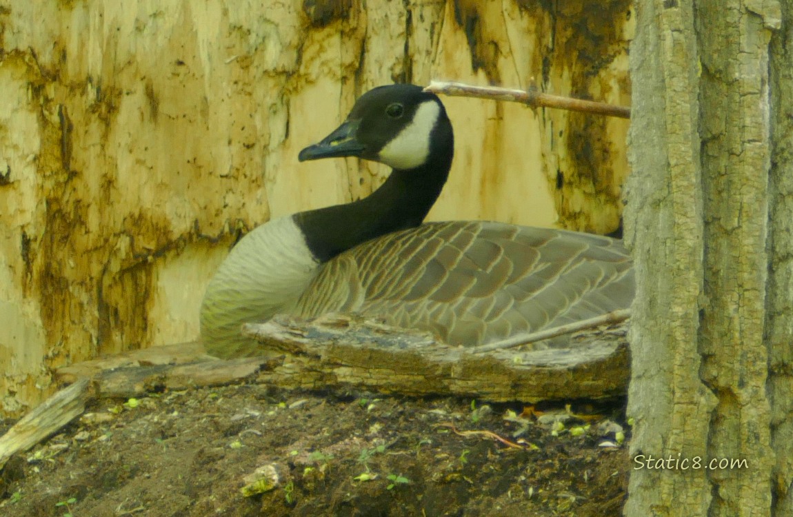 Canada Goose sitting on a nest in a hollow dead tree