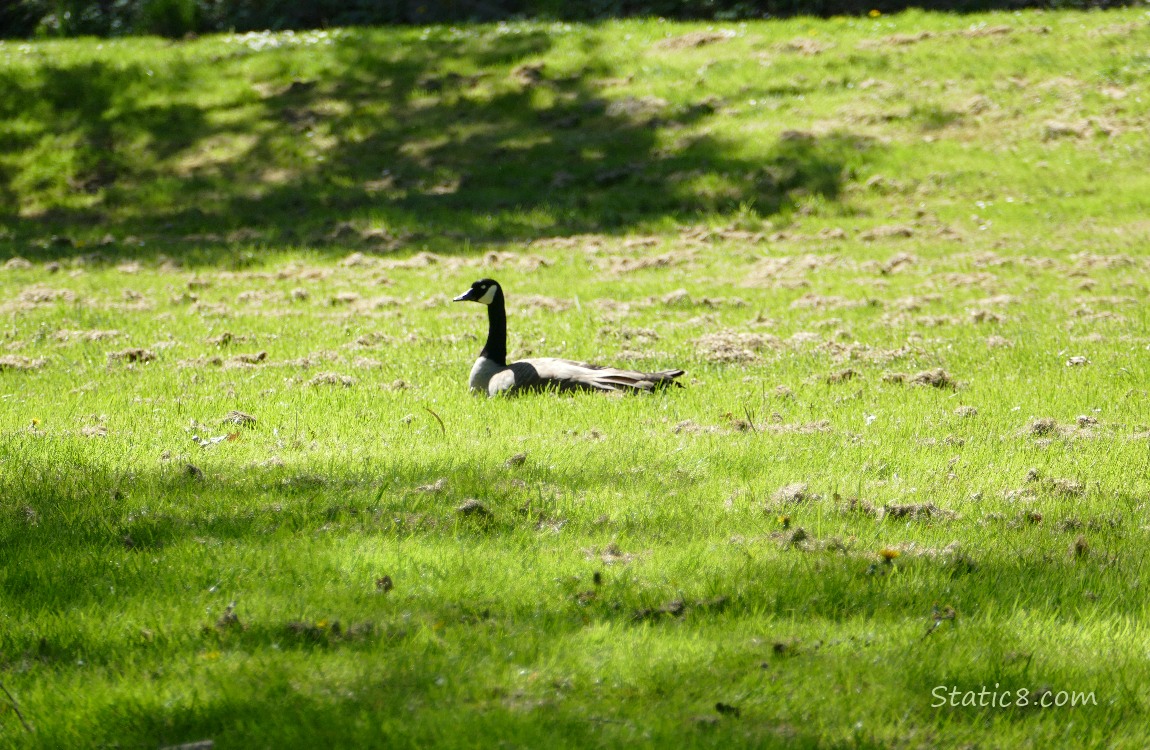 Canada Goose sitting on the grass