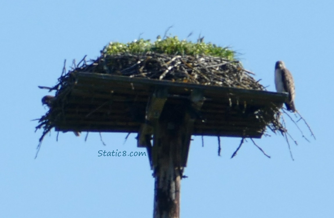 Two Hawks at the Osprey platform nest
