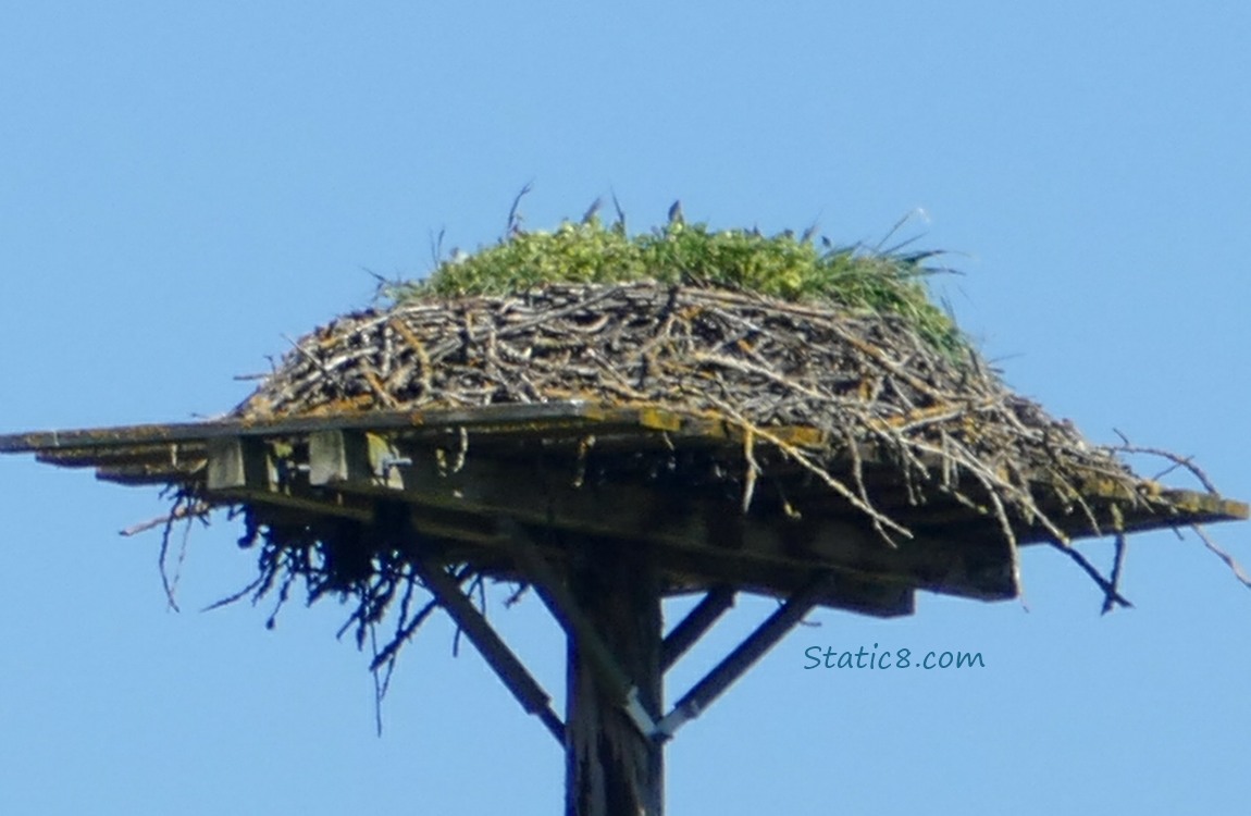 Platform nest