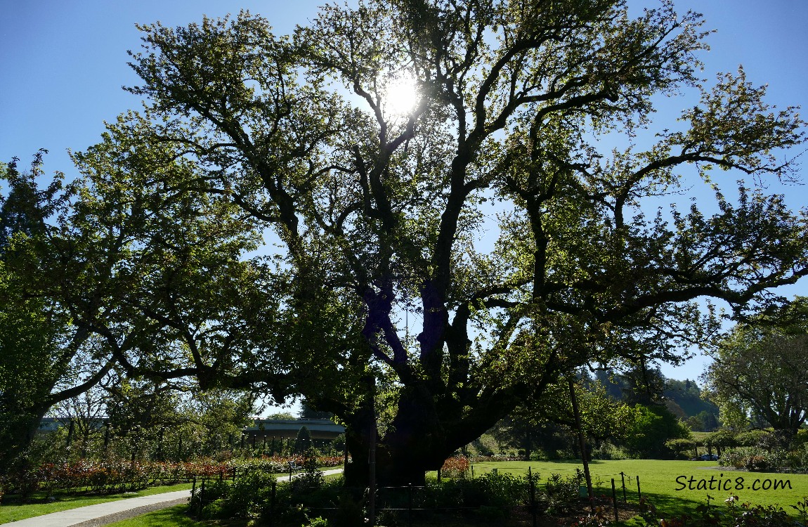 Sun shining thru a huge Cherry Tree