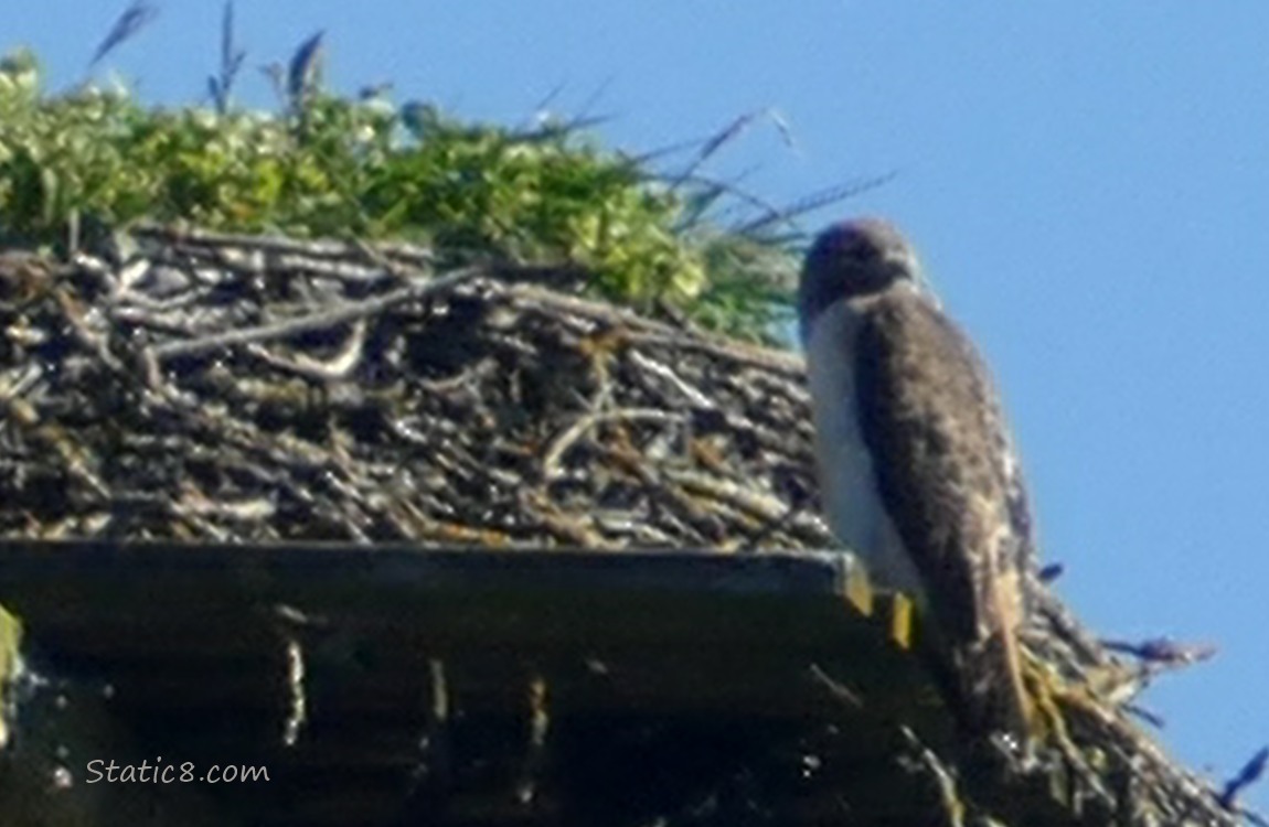 Blurry Red Tail Hawk standing at the edge of an Osprey platform nest