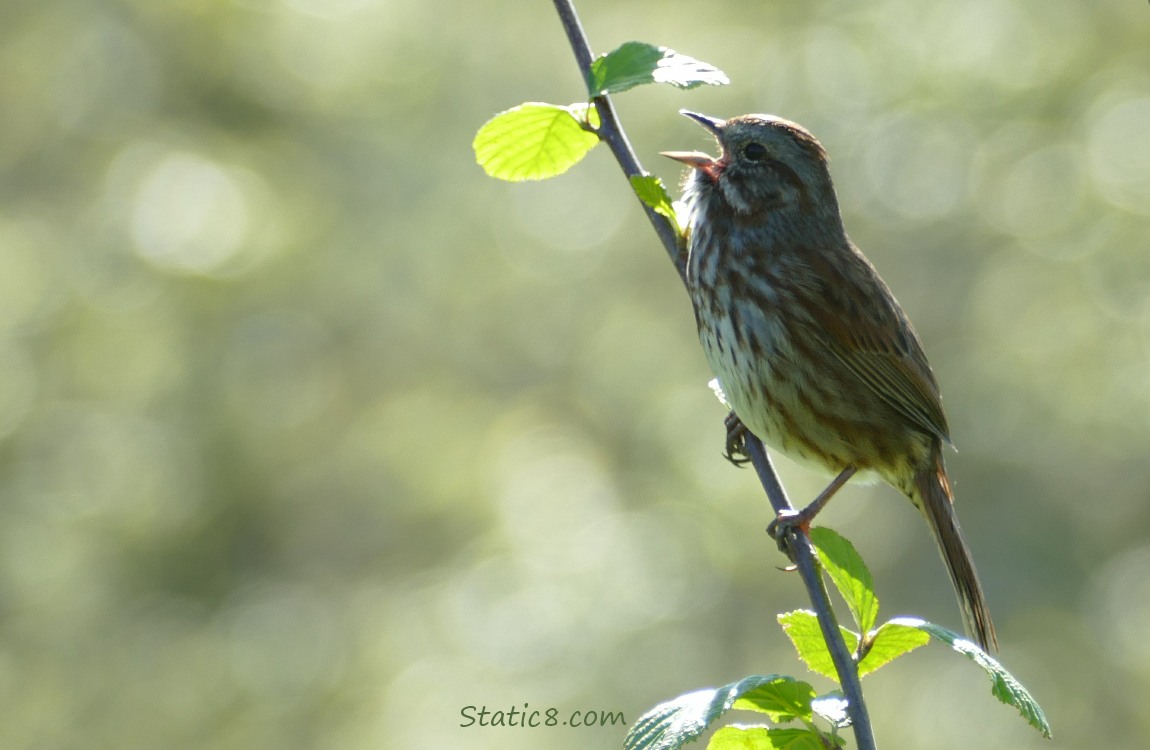 Song Sparrow standing on a twig, singing