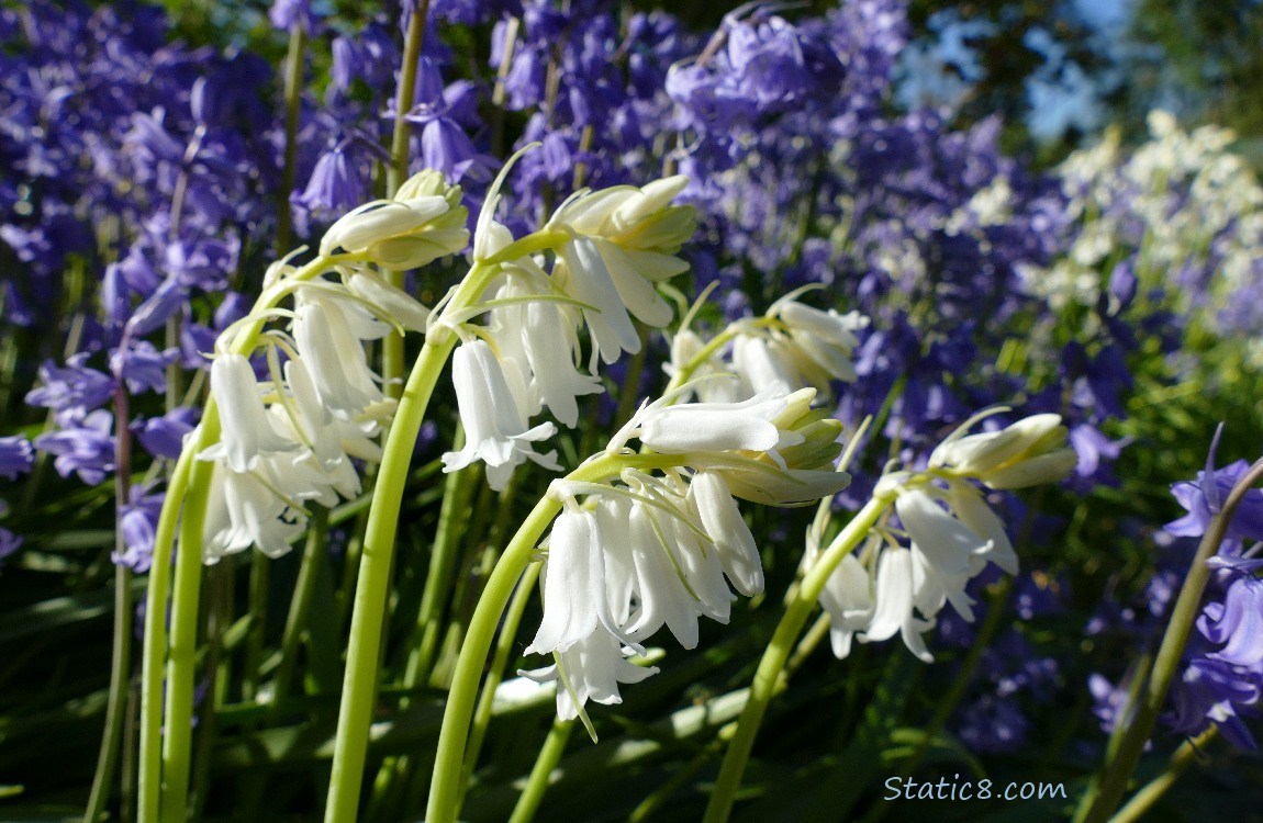 Spanish Bluebells in white and purple