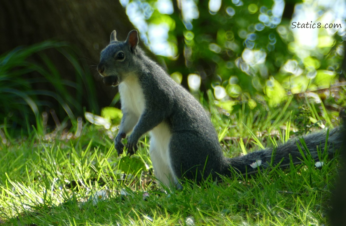 Squirrel standing on the grass with a nut in her mouth