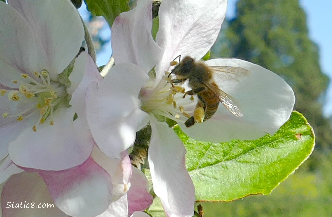 Apple Blossoms with a Honey Bee
