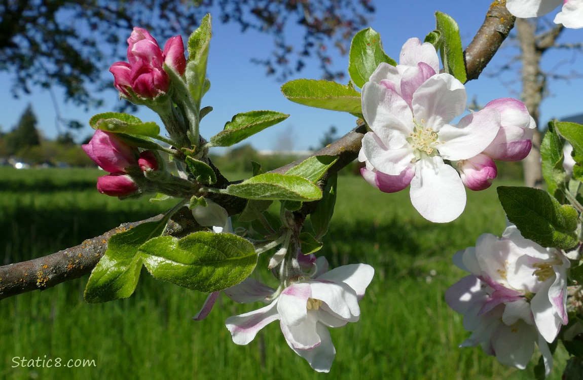 Apple Blossoms in front of a green field and blue sky