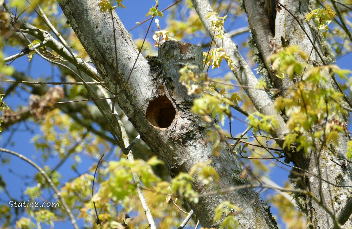 Woodpecker hole in a tree, surrounded by new leaves budding out