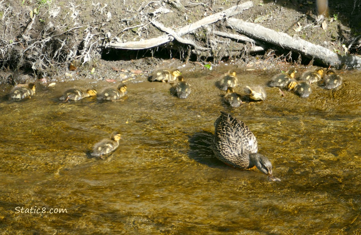 13 newborn ducklings and Mama Mallard