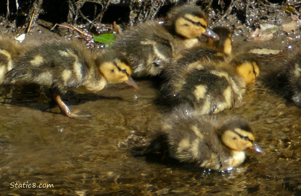 Five ducklings on the water