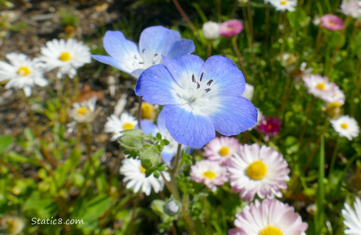 Baby Blue Eye blooms with Lawn Daisies