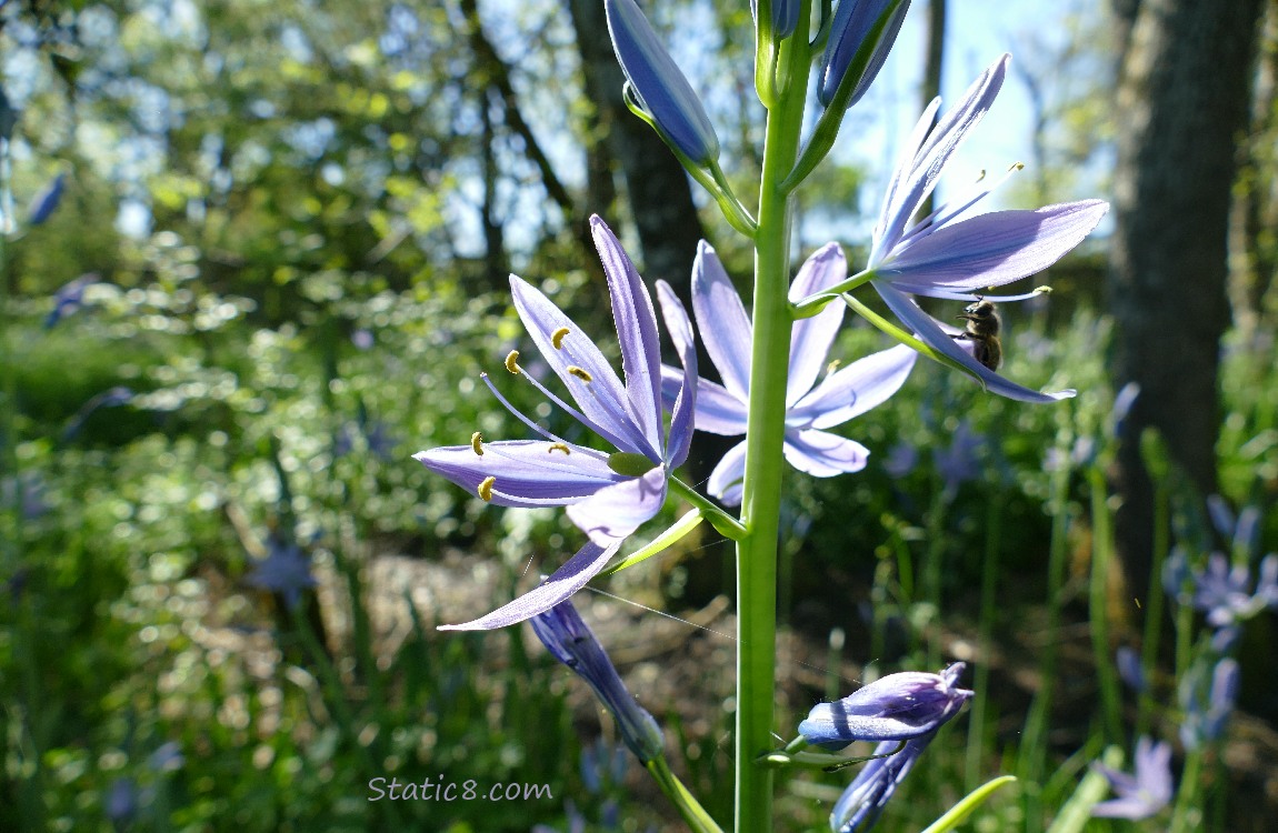 Camas lily blooms, with a Honey Bee