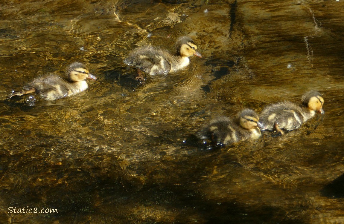Four Ducklings paddling on the water