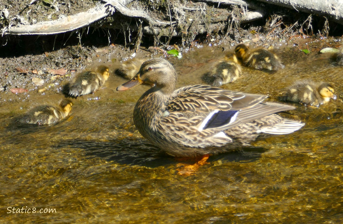 Mama Mallard with six ducklings behind her