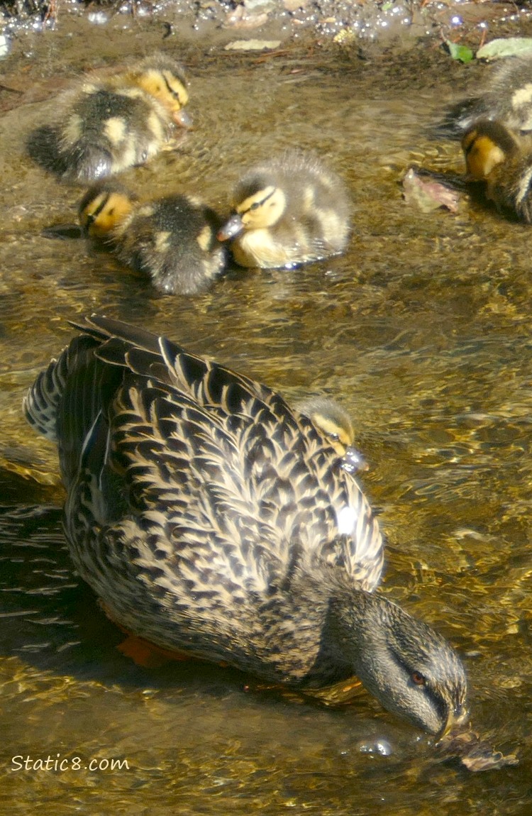 Mama Mallard and five ducklings on the water
