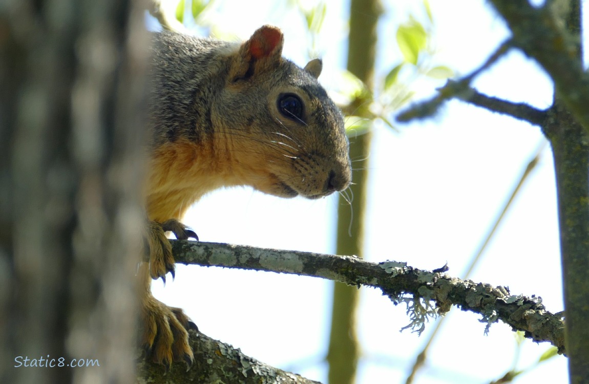 Squirrel peeks out from behind a tree trunk