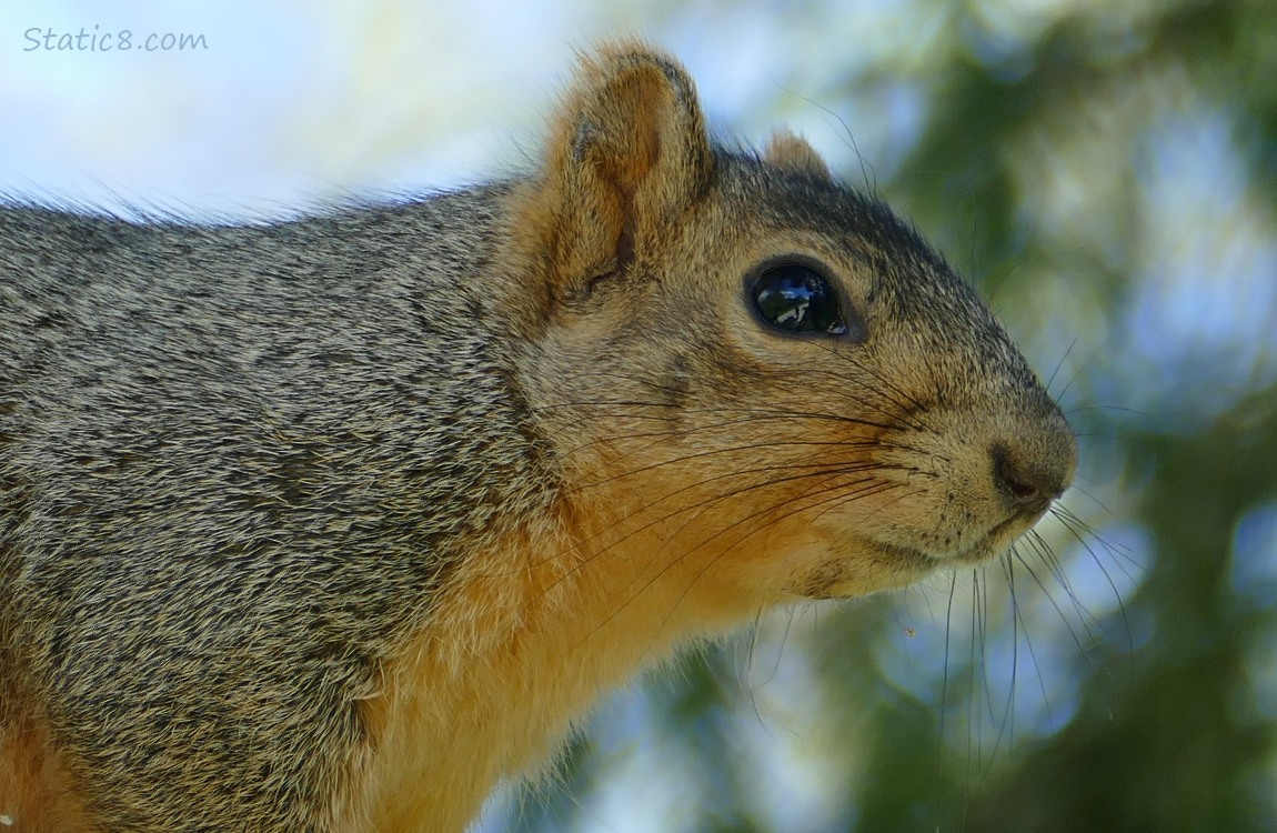 Close up of a Squirrels face