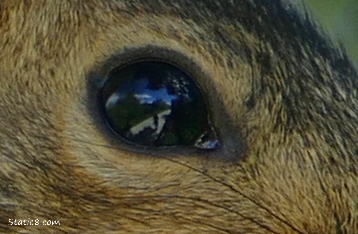 Extreme close up of the reflections in a Squirrels eye
