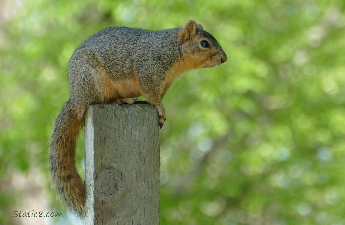 Squirrel sitting on a wood post