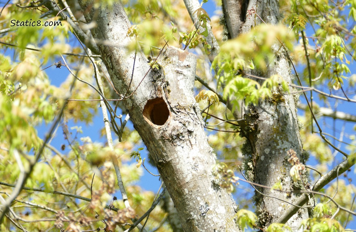 Woodpecker hole in a tree, surrounded by new leaves