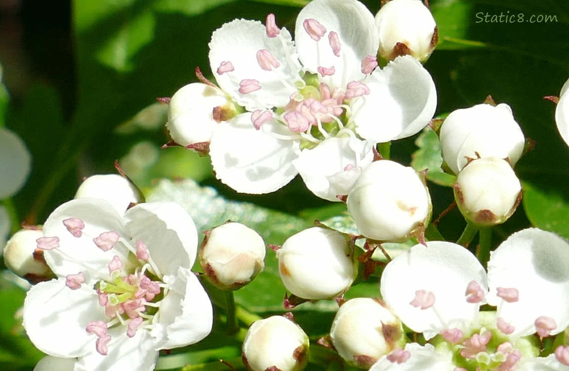 Close up of Hawthorn tree blooms