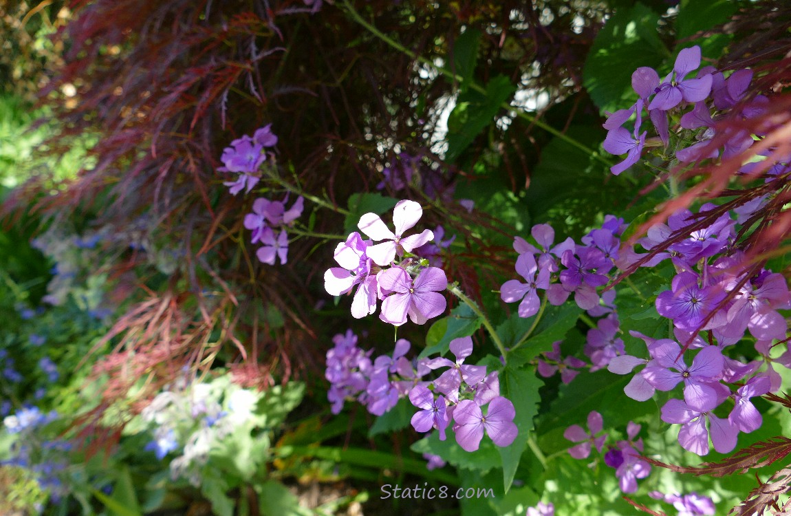Purple Wallflowers