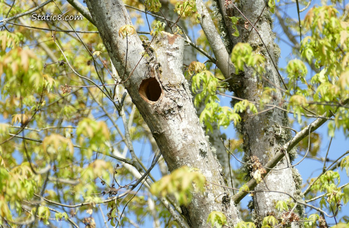 Woodpecker hole in a tree branch, surrounded by new leaves