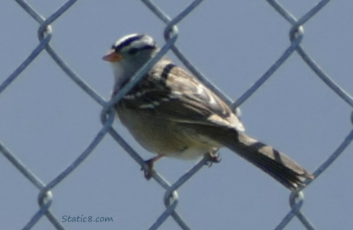 White Crown Sparrow standing in a chain link fence