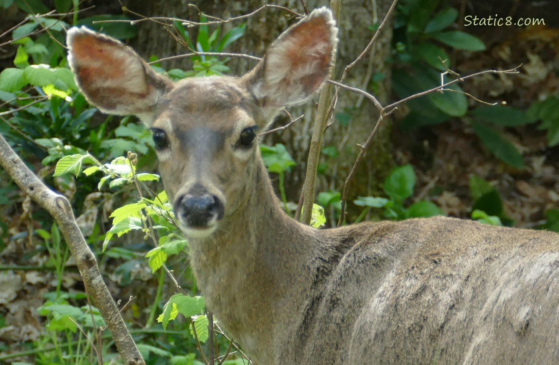 Close up of a deer