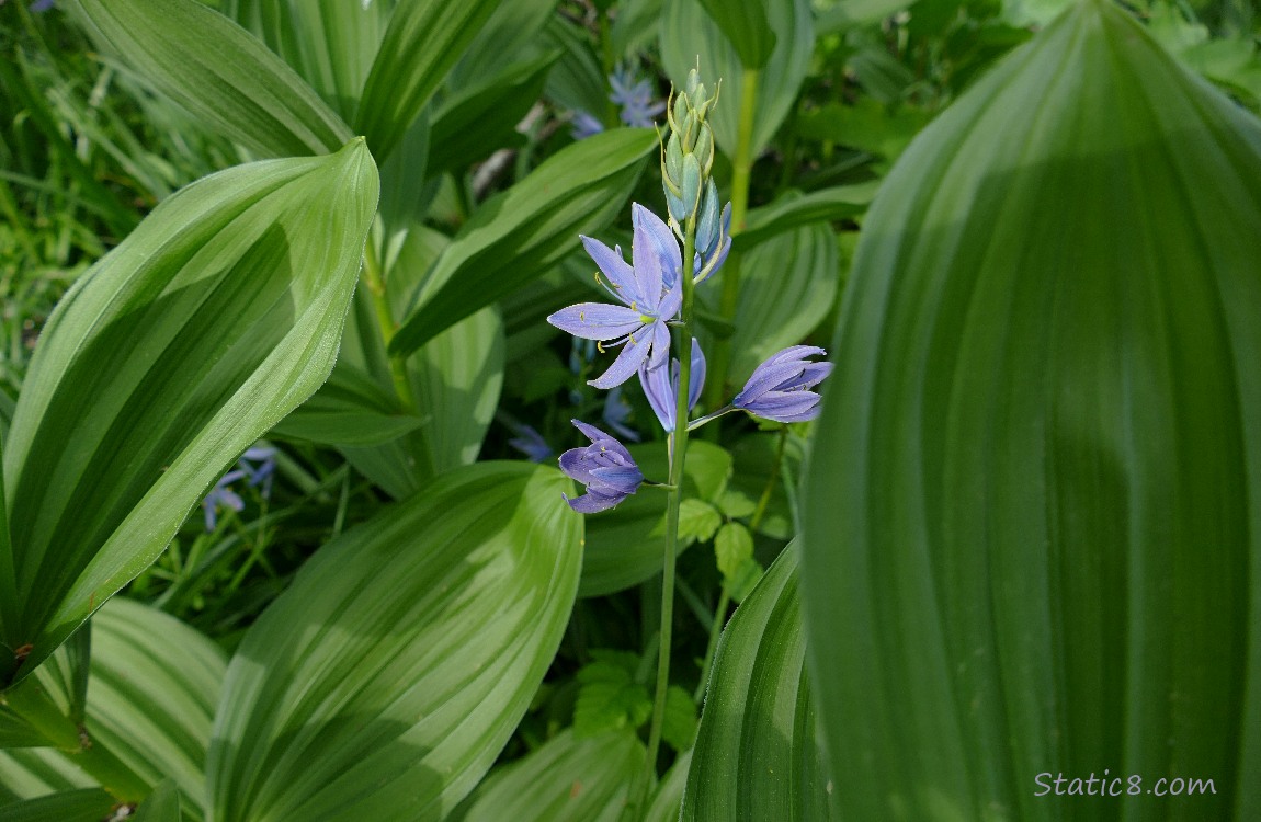 Camas Lily blooms surrounded by big leaves
