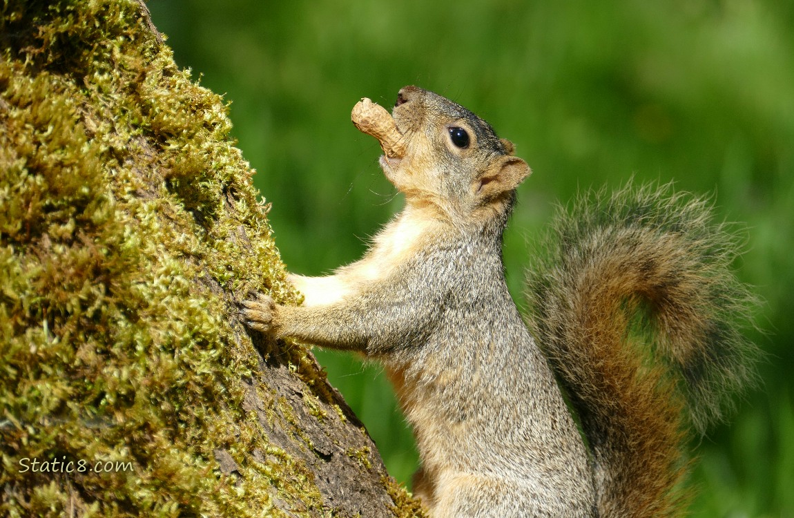 Squirrel standing on a mossy tree trunk, holding a peanut in his mouth