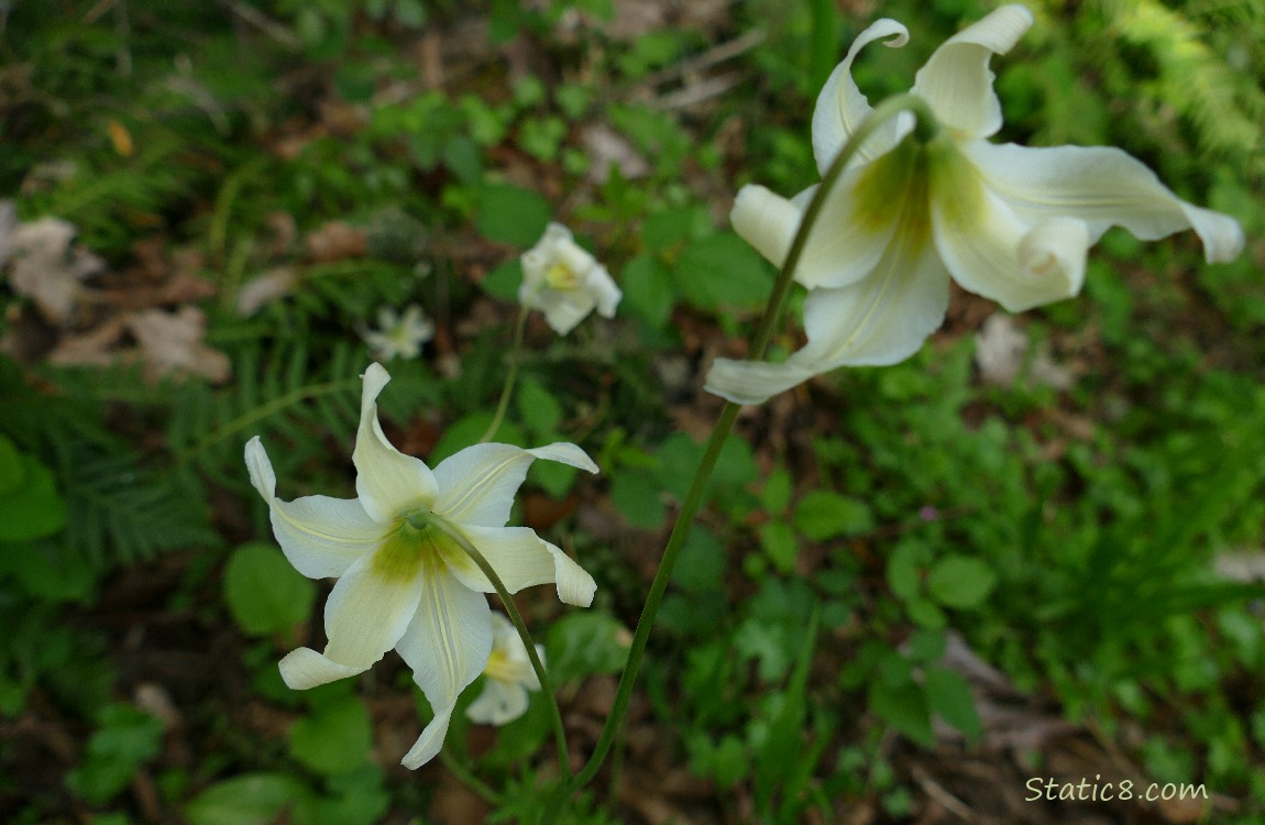 Fawn Lily blooming on the forest floor